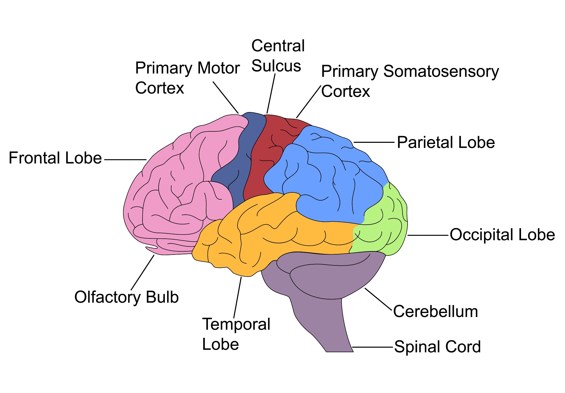 Отделы мозга имеющие кору. Зрительная зона коры больших полушарий. Зрительные доли коры головного мозга. Интегративные зоны коры головного мозга. Моторная зона коры головного мозга.