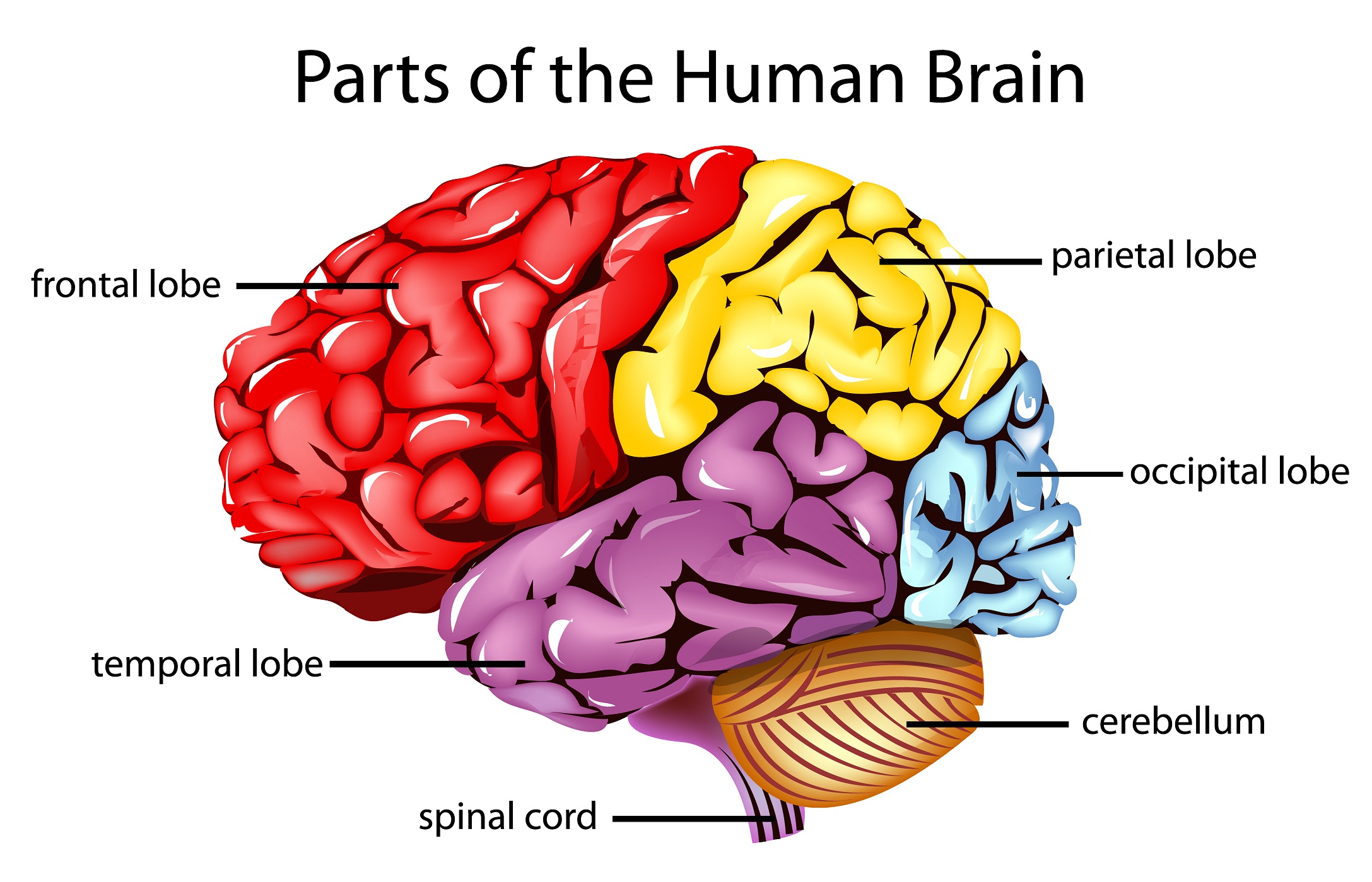 The Human Brain And Its Primary Divisions Down The Rabbit Hole   Brainparts12 